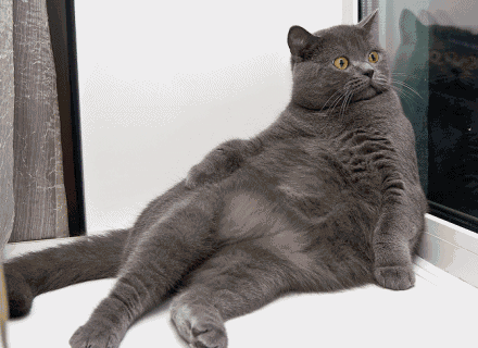 Whaaaaa Cat
