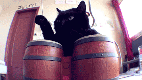 Drum Cat