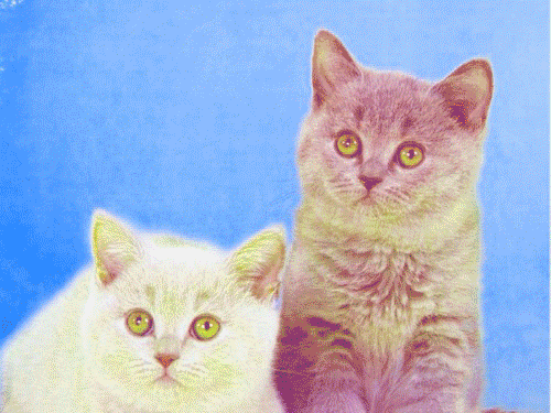 Trippy Cats